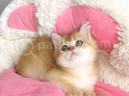 Kali̇te Sevenlere Özel Golden Ny12 Orange Bri̇ti̇sh görsel
