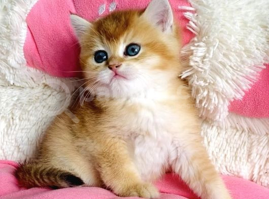 Kali̇te Sevenlere Özel Golden Ny12 Orange Bri̇ti̇sh görsel