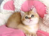 Kali̇te Sevenlere Özel Golden Ny12 Orange Bri̇ti̇sh