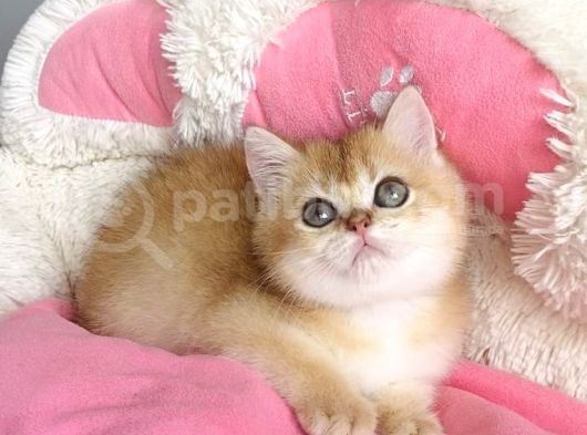Kali̇te Sevenlere Özel Golden Ny12 Orange Bri̇ti̇sh görsel