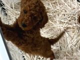 Pet Eğitimli Sağlık Garantili Safkan Poodle Bebeğim