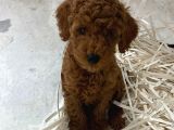 Pet Eğitimli Sağlık Garantili Safkan Poodle Bebeğim