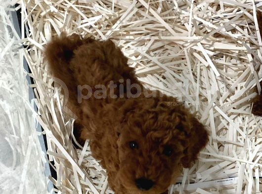 Pet Eğitimli Sağlık Garantili Safkan Poodle Bebeğim görsel