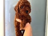 Düğme burunlu Pet eğitimli poodle miniğim