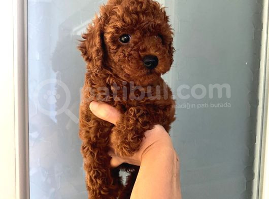 Düğme Burunlu Pet Eğitimli Poodle Miniğim