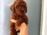 Düğme Burunlu Pet Eğitimli Poodle Miniğim