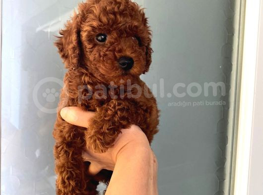 Düğme Burunlu Pet Eğitimli Poodle Miniğim görsel