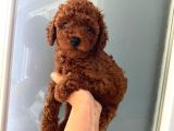 Düğme Burunlu Pet Eğitimli Poodle Miniğim