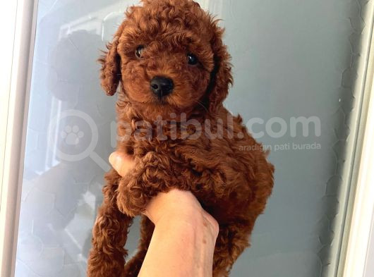 Düğme Burunlu Pet Eğitimli Poodle Miniğim görsel