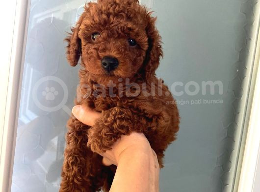 Düğme Burunlu Pet Eğitimli Poodle Miniğim görsel