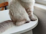 6 aylık akıllı kızımızı sahiplendiriyoruz