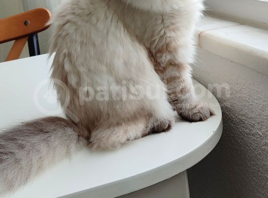 6 Aylık Akıllı Kızımızı Sahiplendiriyoruz
