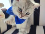 Son Bebeklerim Ailesini Arıyor