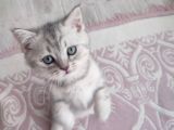 Son Bebeklerim Ailesini Arıyor