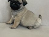 Erkek Pug Mops Yavrum Yeni Ailesini Arıtoe