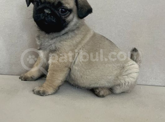 Erkek Pug Mops Yavrum Yeni Ailesini Arıtoe görsel