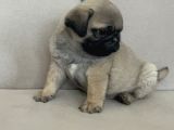 Erkek Pug Mops Yavrum Yeni Ailesini Arıtoe