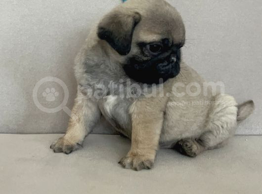 Erkek Pug Mops Yavrum Yeni Ailesini Arıtoe görsel