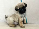 Erkek Pug Mops Yavrum Yeni Ailesini Arıtoe