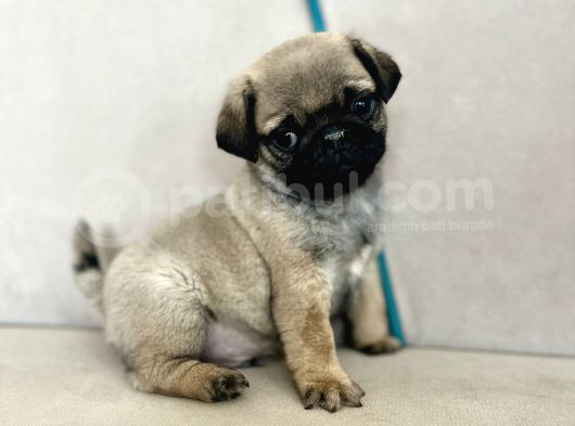 Erkek Pug Mops Yavrum Yeni Ailesini Arıtoe görsel