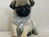 Erkek pug mops yavrum yeni ailesini arıtoe