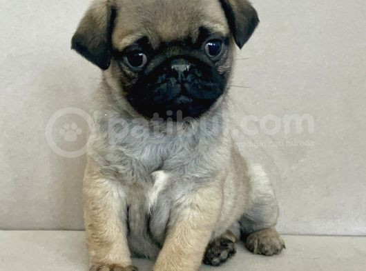 Erkek Pug Mops Yavrum Yeni Ailesini Arıtoe