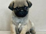 Erkek Pug Mops Yavrum Yeni Ailesini Arıtoe