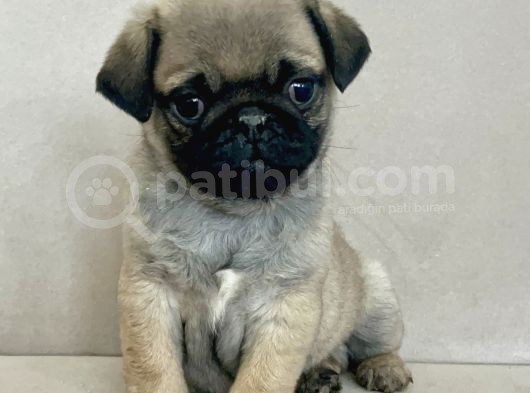 Erkek Pug Mops Yavrum Yeni Ailesini Arıtoe görsel