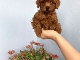 50 Günlük Toy Poodle Adana