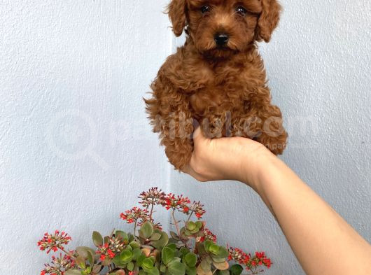 50 Günlük Toy Poodle Adana görsel