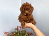 50 günlük Toy Poodle Adana