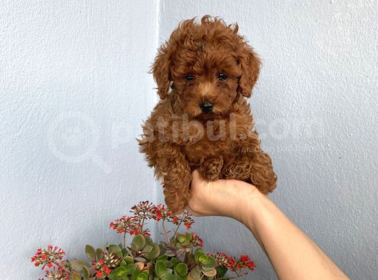 50 Günlük Toy Poodle Adana