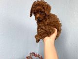 50 Günlük Toy Poodle Adana
