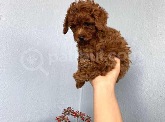 50 Günlük Toy Poodle Adana görsel