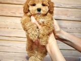 Oyuncu Neşeli Maltipoo Yavrular