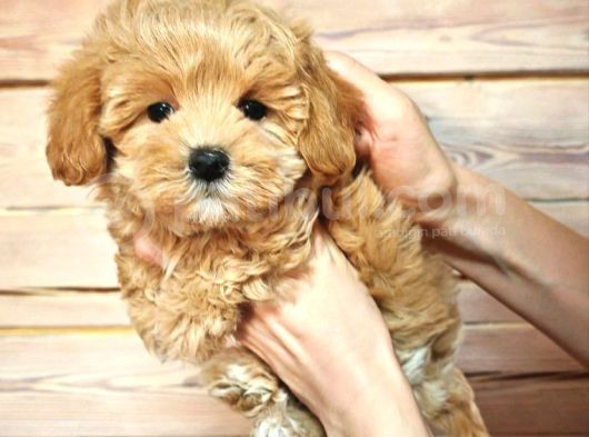 Oyuncu Neşeli Maltipoo Yavrular görsel