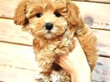 Oyuncu Neşeli Maltipoo Yavrular