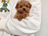 Şirin Surat Maltipoo Yavrular