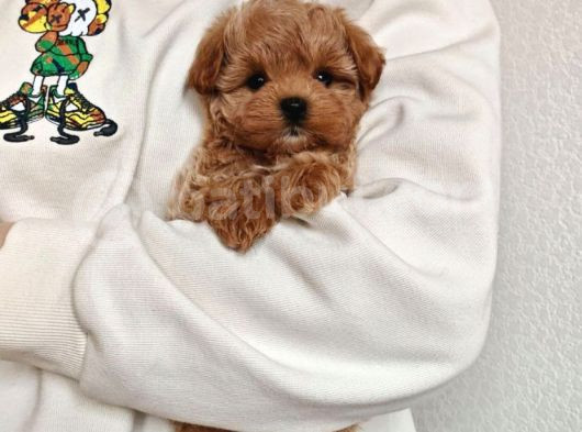 Şirin Surat Maltipoo Yavrular görsel