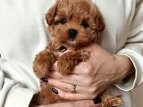 Şirin Surat Maltipoo Yavrular