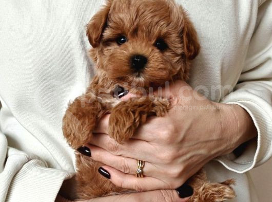 Şirin Surat Maltipoo Yavrular