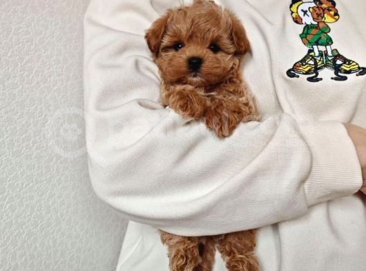 Şirin Surat Maltipoo Yavrular görsel
