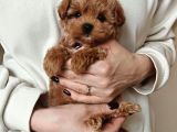Şirin Surat Maltipoo Yavrular