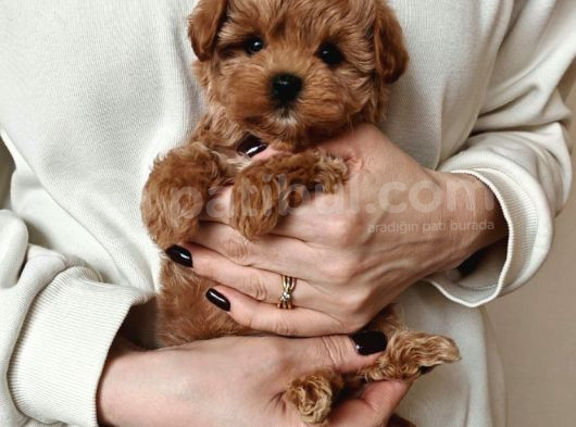 Şirin Surat Maltipoo Yavrular görsel
