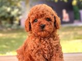 Red Brown Mini Toy Poodle Yavrular