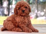 Red BROWN Mini Toy Poodle Yavrular