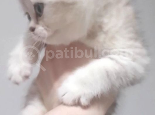 Temal Bağımlısı Çocuklarım görsel