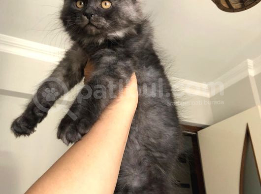 Safkan Mai̇ne Coon Yavrulari görsel