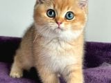 İnci Tanemiz Golden Ny11 British Shorthair