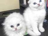 ÜCRETLİ CİNS KEDİLERİM ANKARA MAMAK